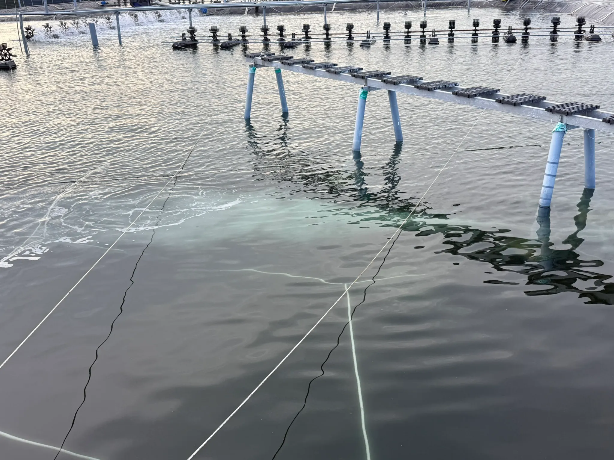 Milky nanobubble stream spreading beneath the surface of a shrimp pond